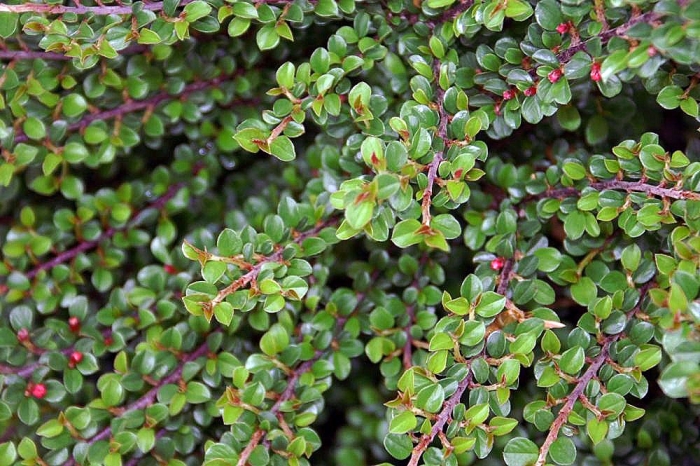 Cotoneaster adpressus image