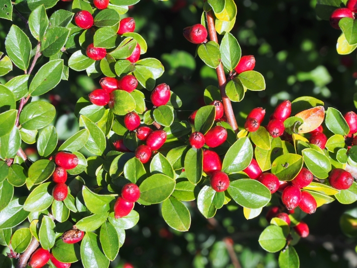 Cotoneaster divaricatus image