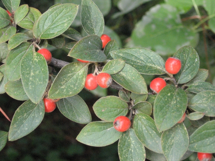 Cotoneaster franchetii image