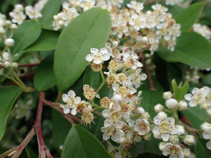 Cotoneaster glaucophyllus image