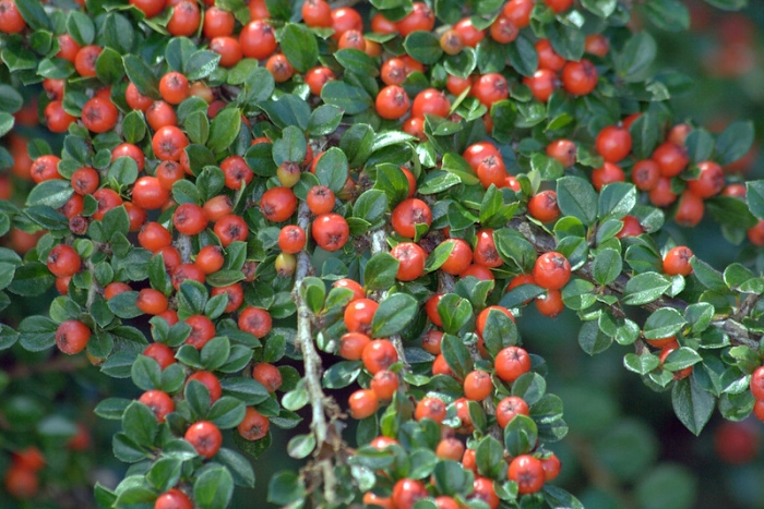Cotoneaster horizontalis image