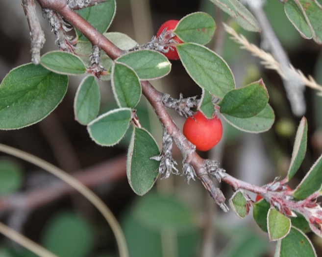 Cotoneaster integerrimus image