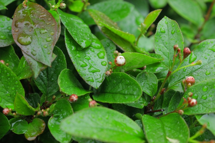 Cotoneaster lucidus image
