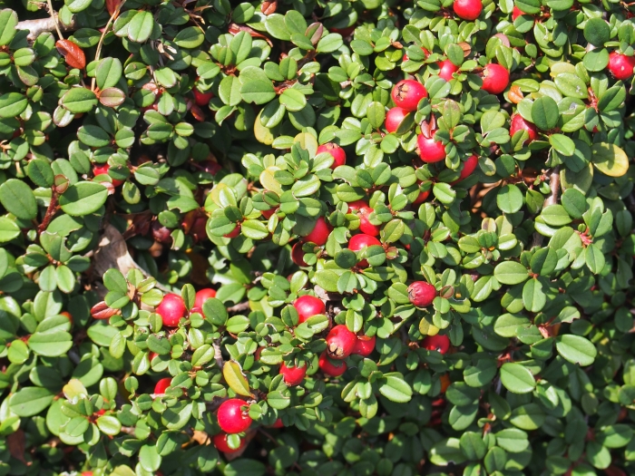 Cotoneaster microphyllus image