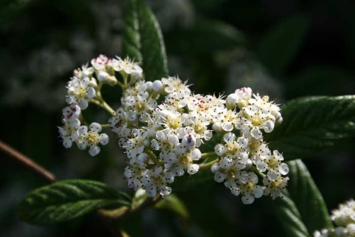 Cotoneaster salicifolius image