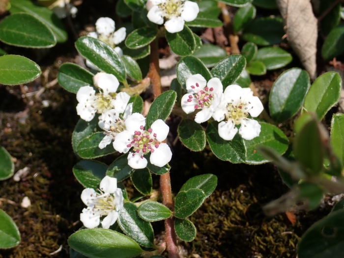 Cotoneaster ×suecicus image