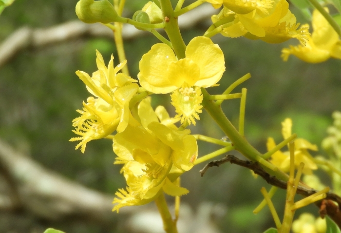 Coulteria platyloba image