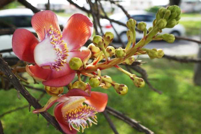 Couroupita guianensis image