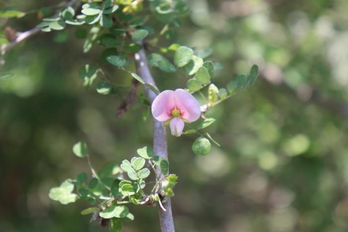 Coursetia axillaris image