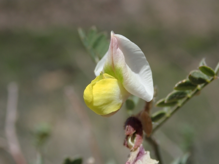Coursetia glandulosa image