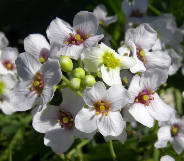 Crambe maritima image