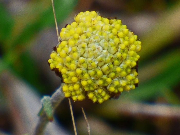 Craspedia variabilis image
