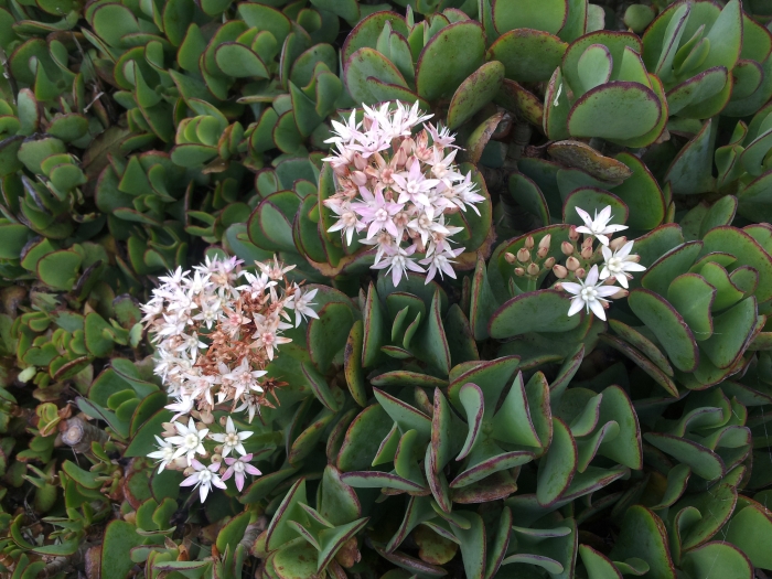 Crassula arborescens image