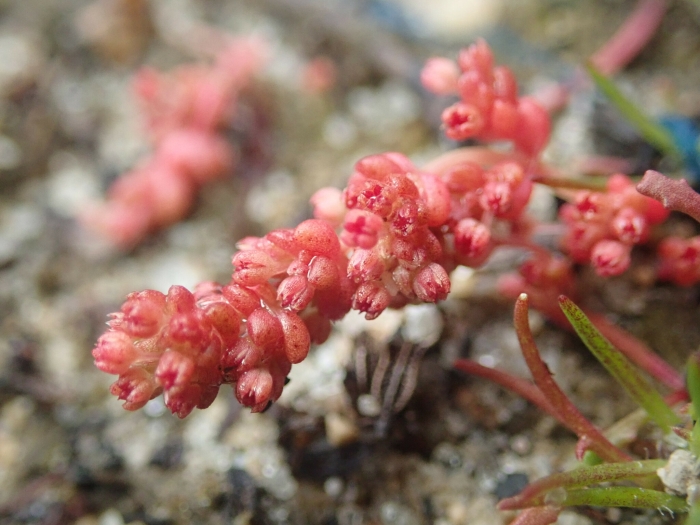 Crassula connata image