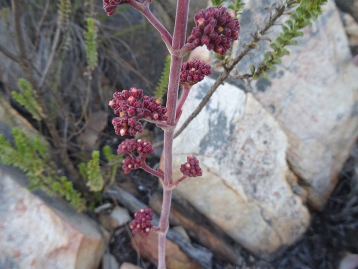 Crassula cotyledonis image