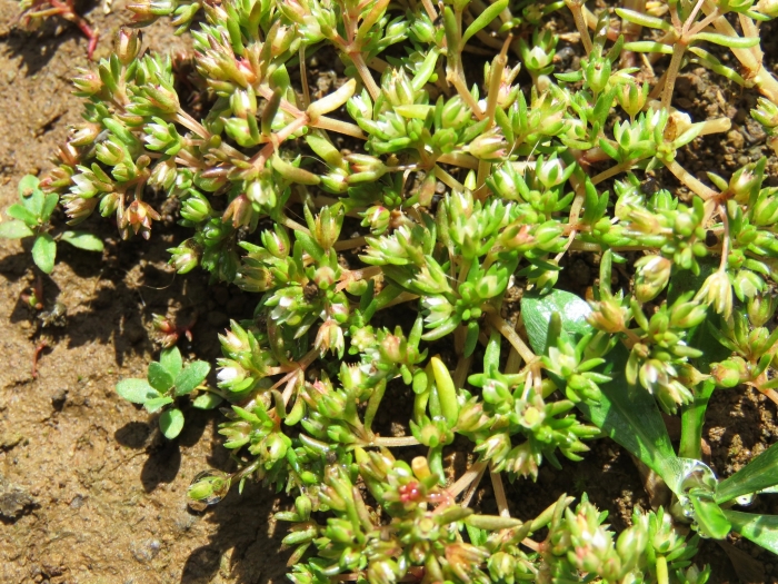 Crassula decumbens image