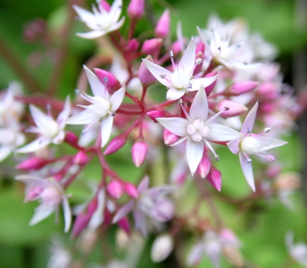 Crassula multicava image