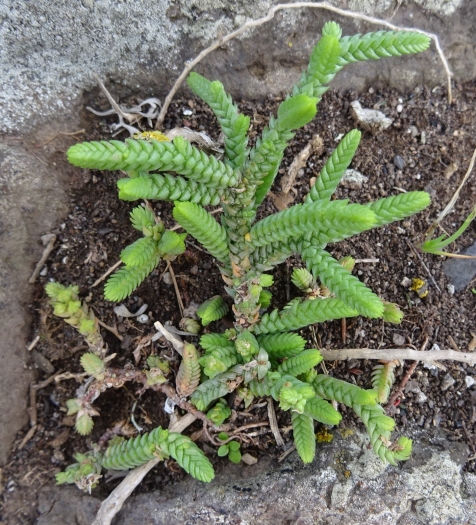Crassula muscosa image