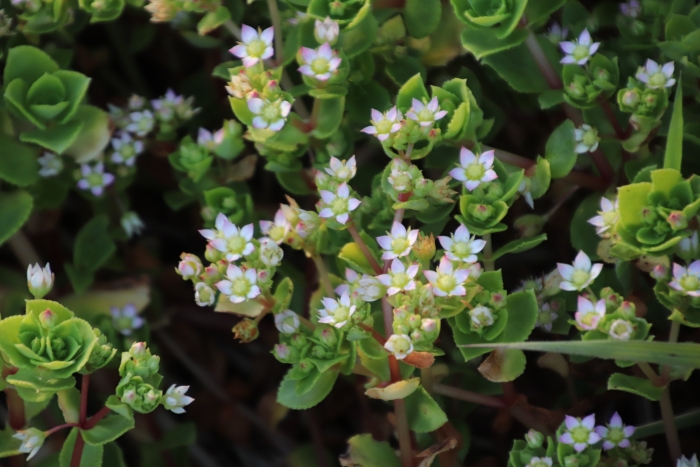 Crassula pellucida image