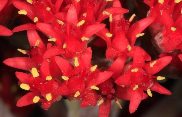 Crassula perfoliata image