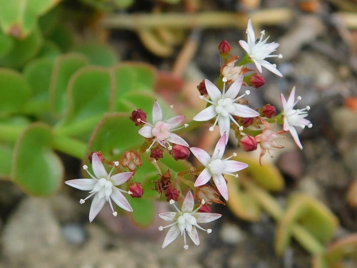Crassula sarmentosa image