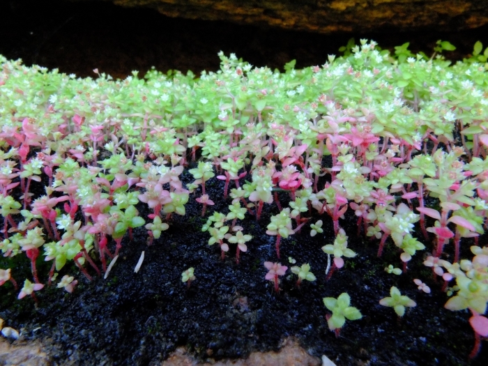 Crassula strigosa image