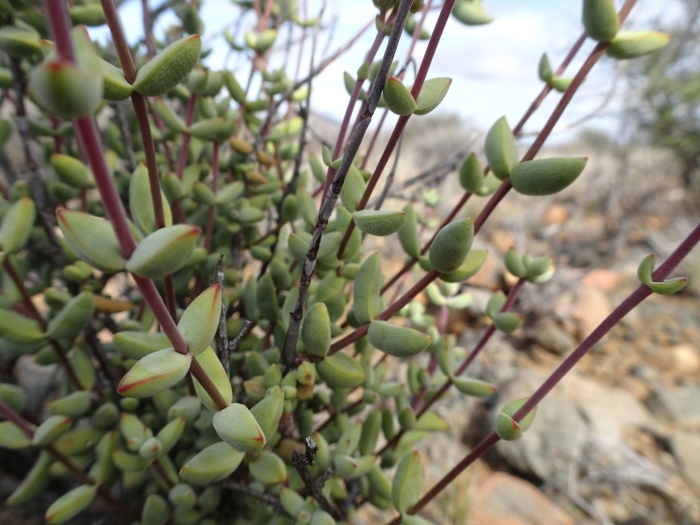 Crassula subaphylla image