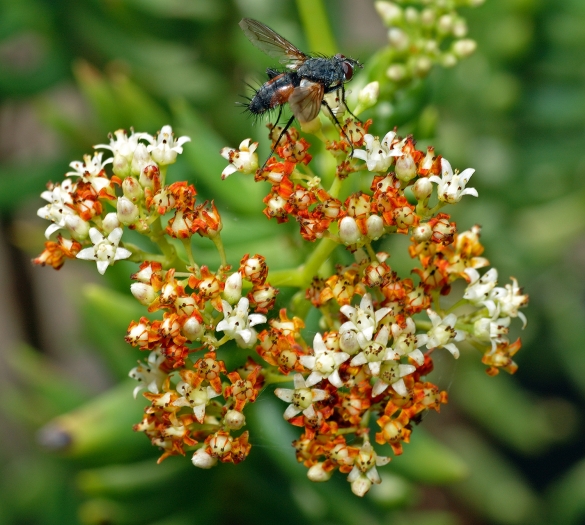Crassula tetragona image