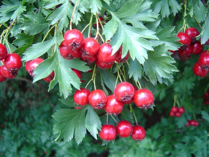 Crataegus ambigua image