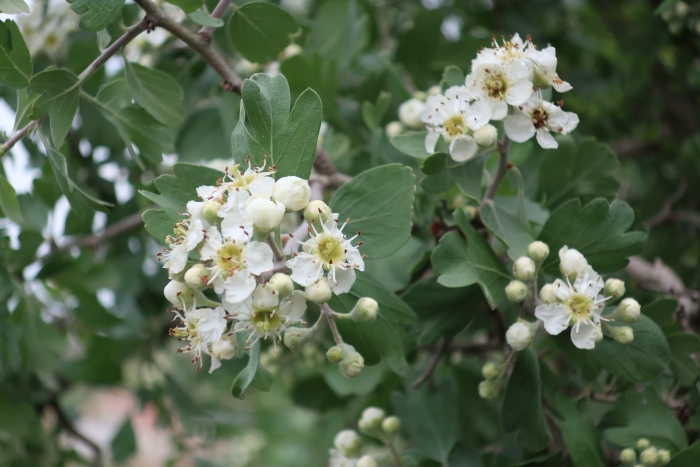 Crataegus azarolus image