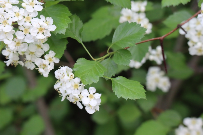 Crataegus coccinea image