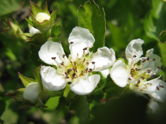 Crataegus cuneata image