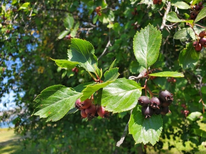 Crataegus douglasii image
