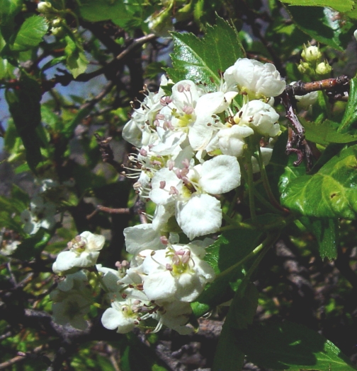Crataegus erythropoda image