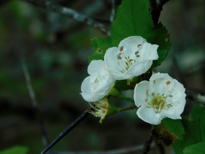 Crataegus flava image