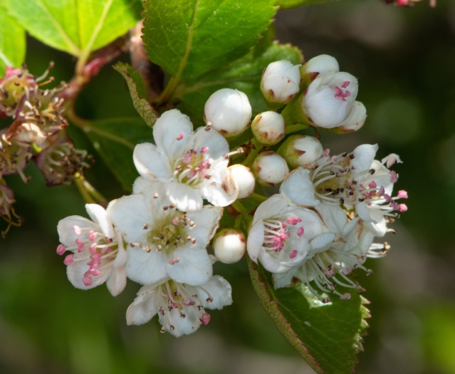 Crataegus gaylussacia image