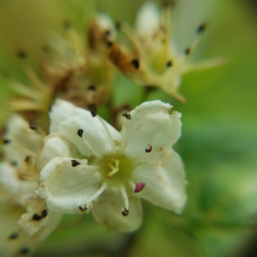 Crataegus intricata image