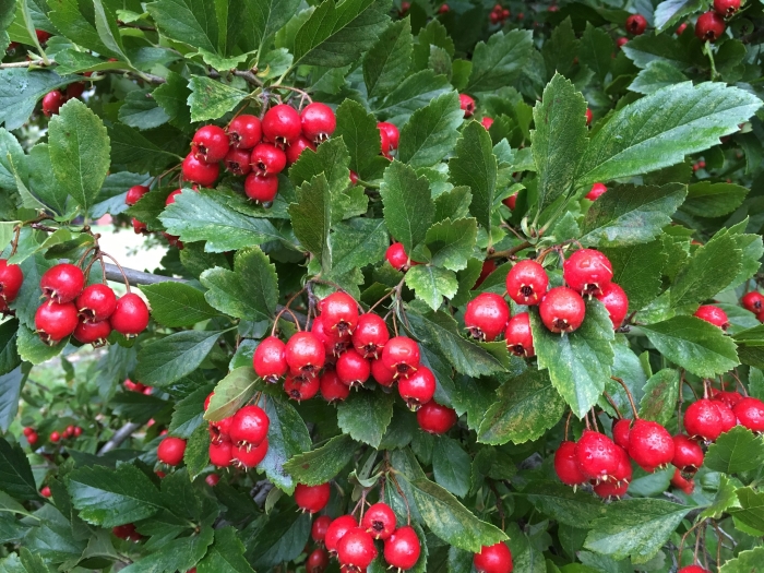 Crataegus ×lavallei image