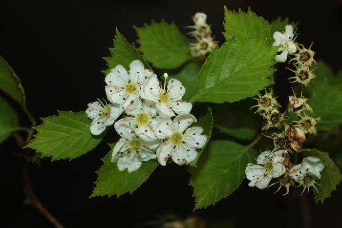 Crataegus macracantha image