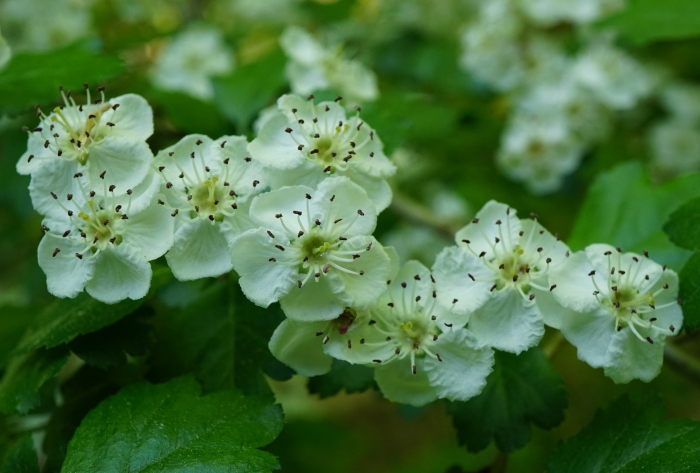 Crataegus macrocarpa image