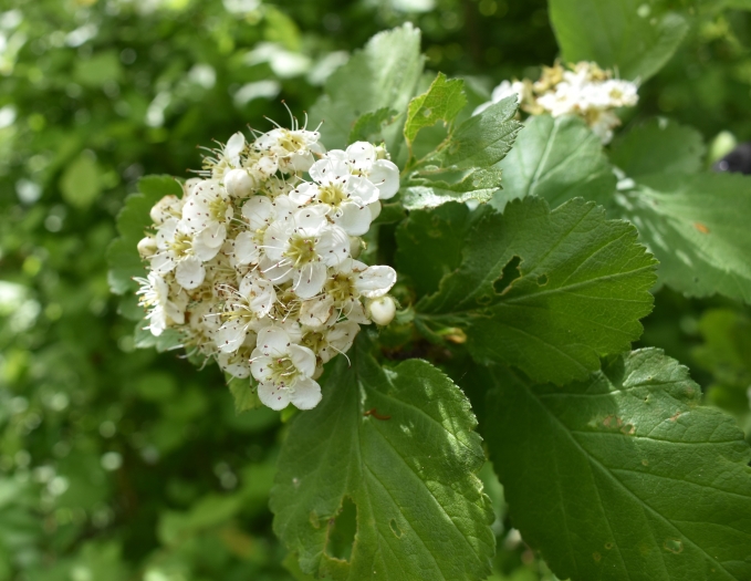 Crataegus maximowiczii image