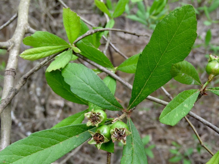 Crataegus opaca image