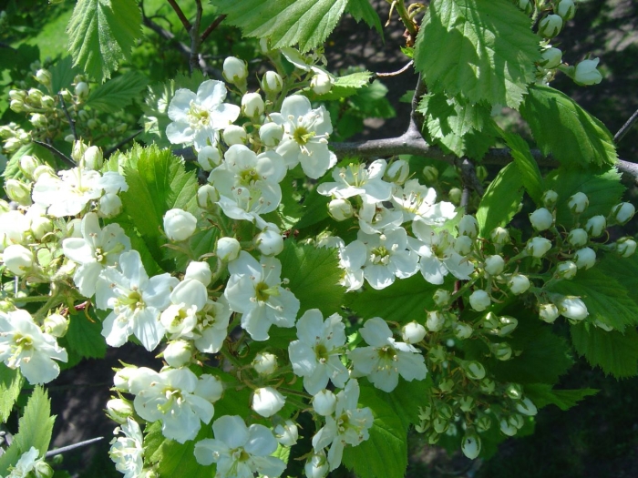 Crataegus submollis image