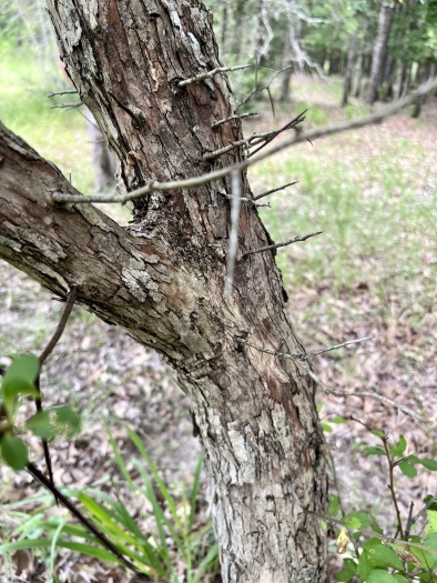 Crataegus texana image
