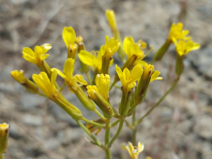 Crepis acuminata image