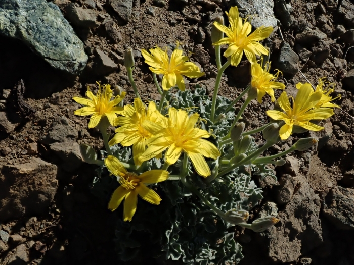 Crepis occidentalis image