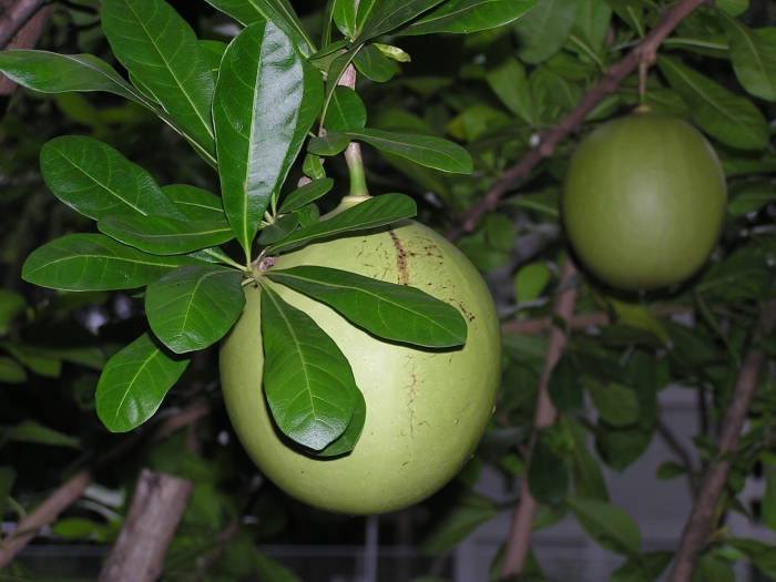 Crescentia cujete image