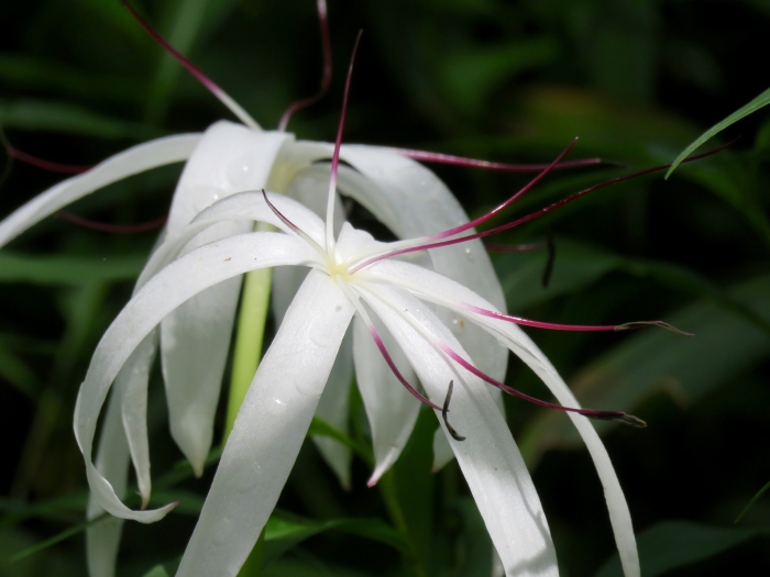 Crinum americanum image