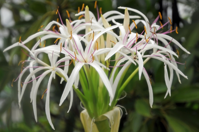 Crinum asiaticum image