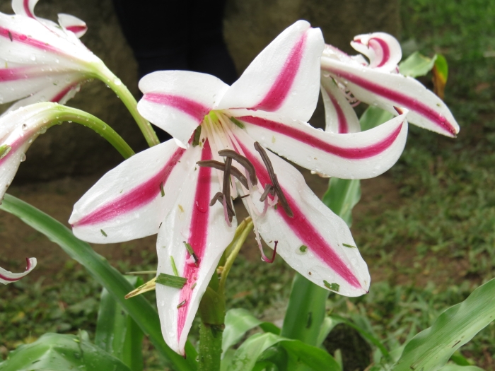 Crinum erubescens image